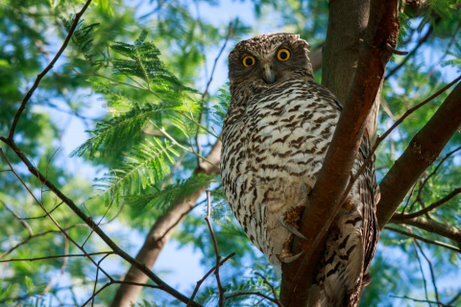 An owl in the city of banyule