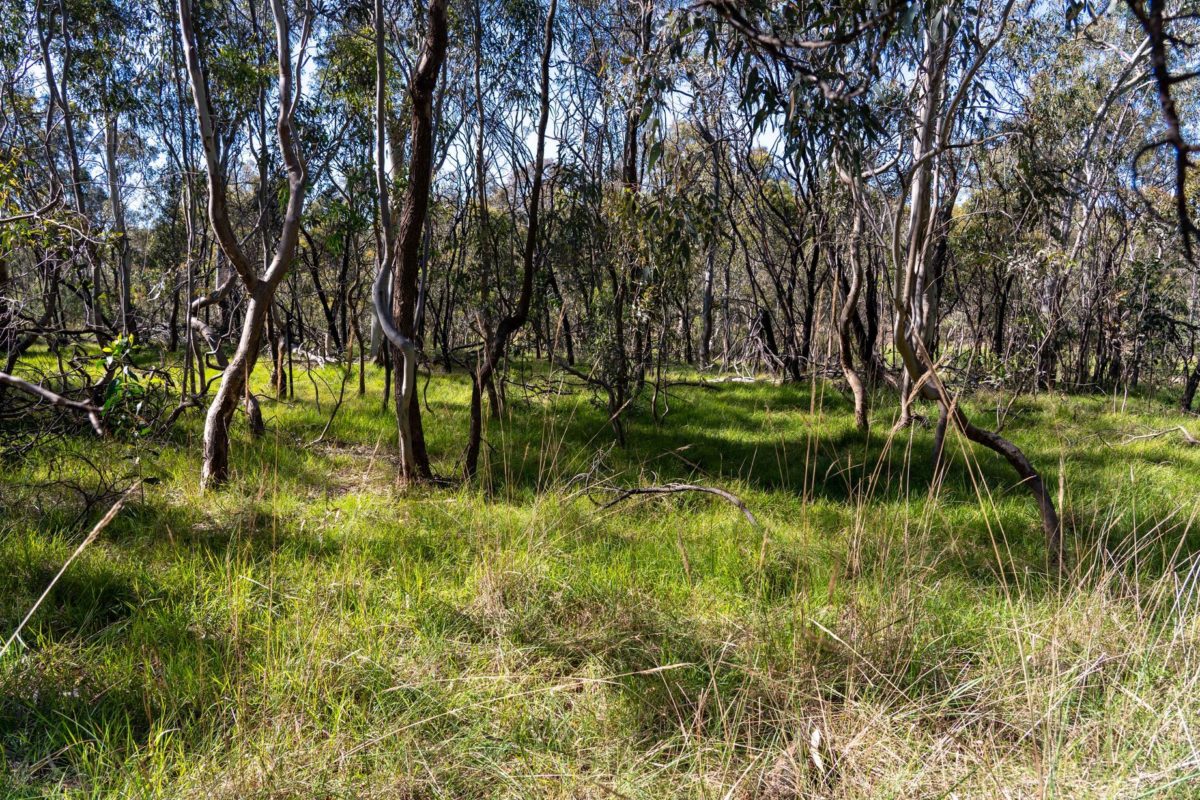 woodland in the city of banyule